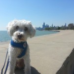 Elmer Blind Cockapoo Mix Halo