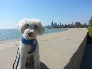 Elmer Blind Cockapoo Mix Halo