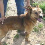 Ernie Blind Heeler Mix Halo