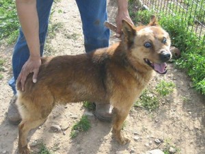 Ernie Blind Heeler Mix Halo