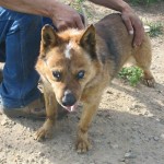 Ernie Blind Heeler Mix Halo