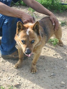 Ernie Blind Heeler Mix Halo