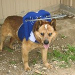 Ernie Blind Heeler Mix Halo