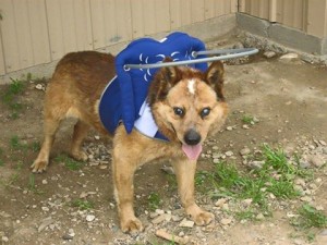 Ernie Blind Heeler Mix Halo