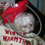 Esther Blind Poodle Halo