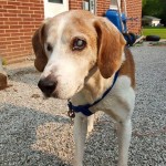 Frankie Blind Beagle Halo