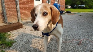 Frankie Blind Beagle Halo