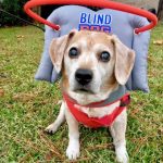 Frankie Blind Beagle Halo
