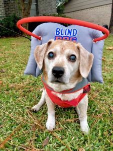 Frankie Blind Beagle Halo