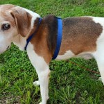 Frankie Blind Beagle Halo