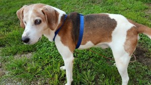 Frankie Blind Beagle Halo