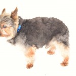 Gizmo Blind Yorkie Halo