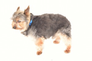 Gizmo Blind Yorkie Halo