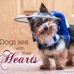 Gizmo Blind Yorkie Halo