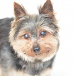 Gizmo Blind Yorkie Halo