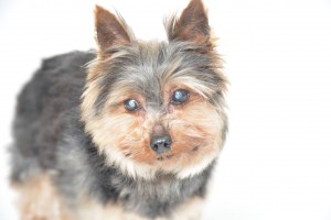 Gizmo Blind Yorkie Halo