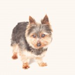 Gizmo Blind Yorkie Halo