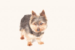 Gizmo Blind Yorkie Halo