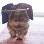 Gizmo Blind Yorkie Halo