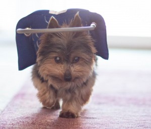 Gizmo Blind Yorkie Halo