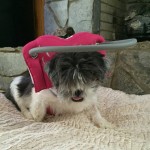 Glinda Blind Shih Tzu Halo