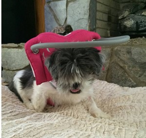 Glinda Blind Shih Tzu Halo