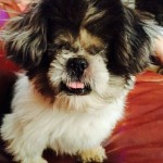 Glinda Blind Shih Tzu Halo