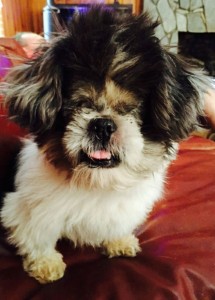 Glinda Blind Shih Tzu Halo