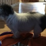 Glinda Blind Shih Tzu Halo