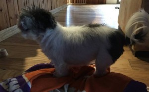 Glinda Blind Shih Tzu Halo