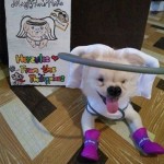 Hercules Blind Shih Tzu/ Japanesse Spitz Halo