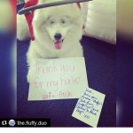 Hoshi Blind Pom Halo