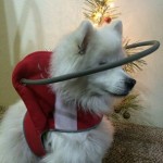 Hoshi Blind Pom Halo