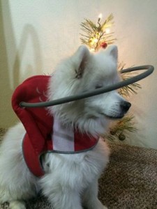 Hoshi Blind Pom Halo