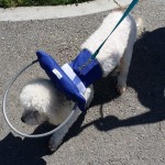 Jackson Blind Poodle Halo