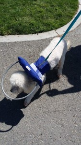 Jackson Blind Poodle Halo