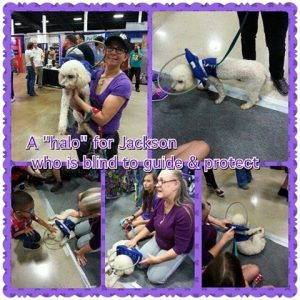 Jackson Blind Poodle Halo