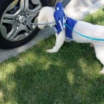 Jackson Blind Poodle Halo