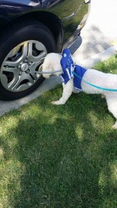 Jackson Blind Poodle Halo