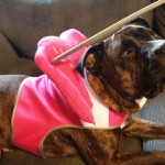 Jo Jo Blind Pit Bull Halo