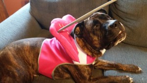 Jo Jo Blind Pit Bull Halo