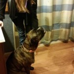 Jo Jo Blind Pit Bull Halo