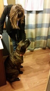 Jo Jo Blind Pit Bull Halo