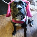 Jo Jo Blind Pit Bull Halo