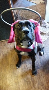 Jo Jo Blind Pit Bull Halo