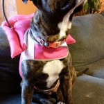 Jo Jo Blind Pit Bull Halo