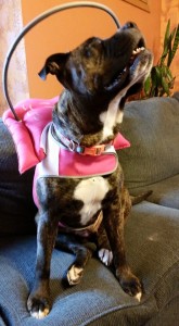 Jo Jo Blind Pit Bull Halo