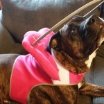 Jo Jo Blind Pit Bull Halo