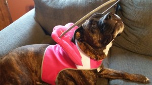 Jo Jo Blind Pit Bull Halo