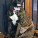 Jo Jo Blind Pit Bull Halo